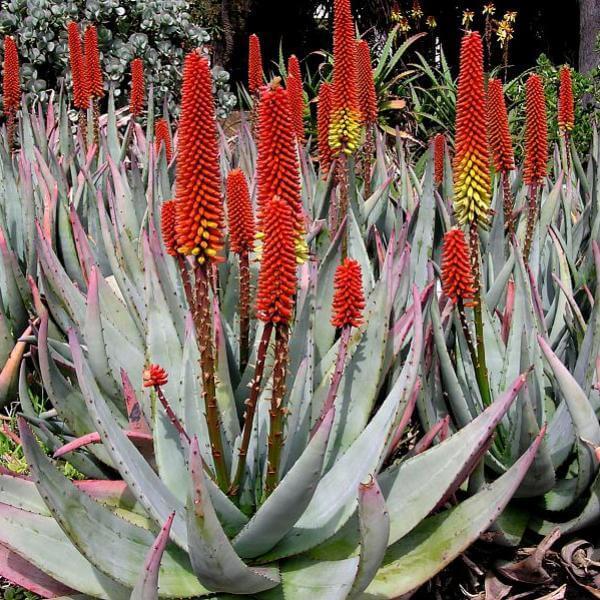 نژاد آلوئه سنگی یا پتریکولا